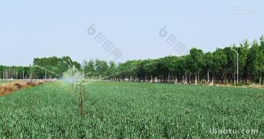 庄家灌溉<strong>三</strong>农蔬菜农业农作物浇水